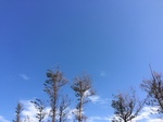 sky wood.JPG