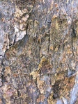 wood skin.JPG